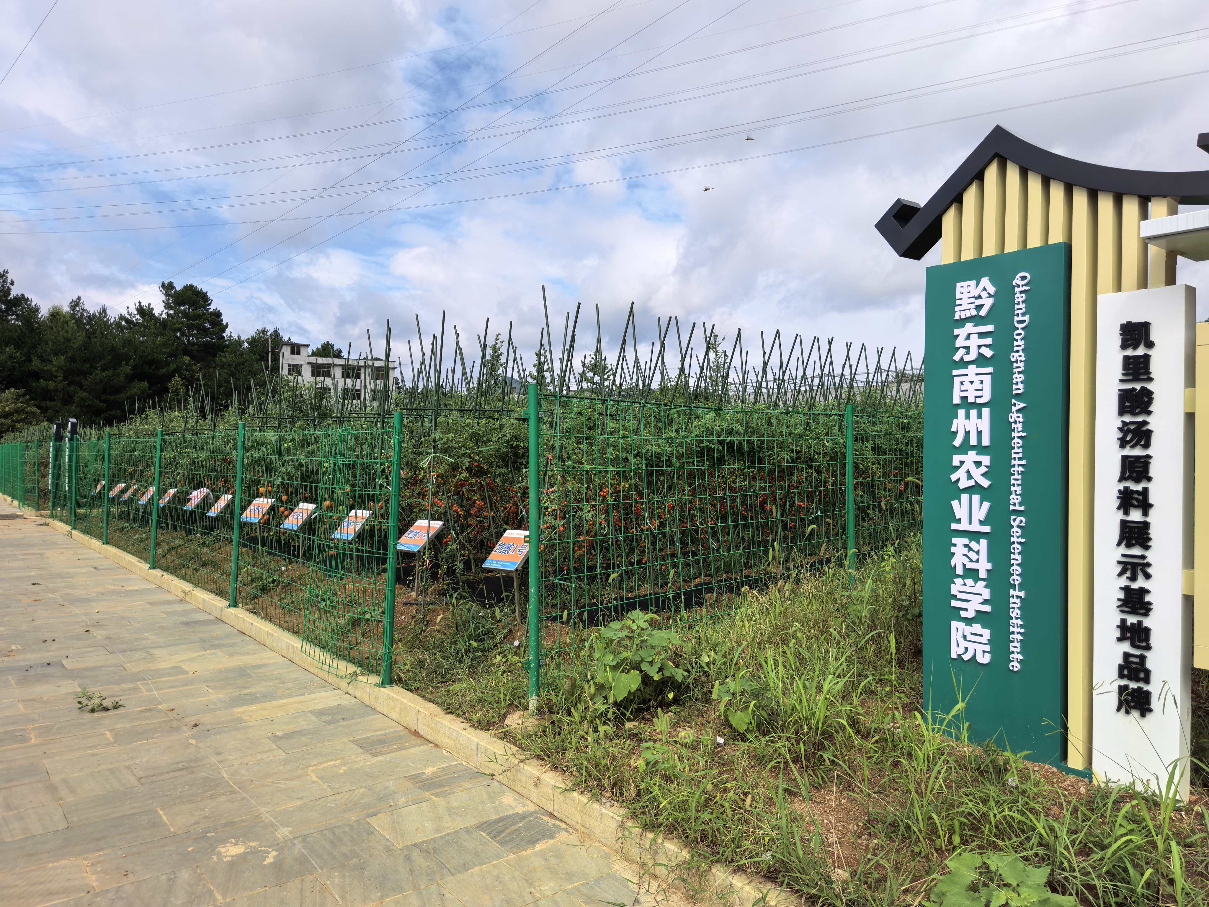 黔东南州农科院创新突破：“凯里酸汤”原料新品种产量实现翻倍