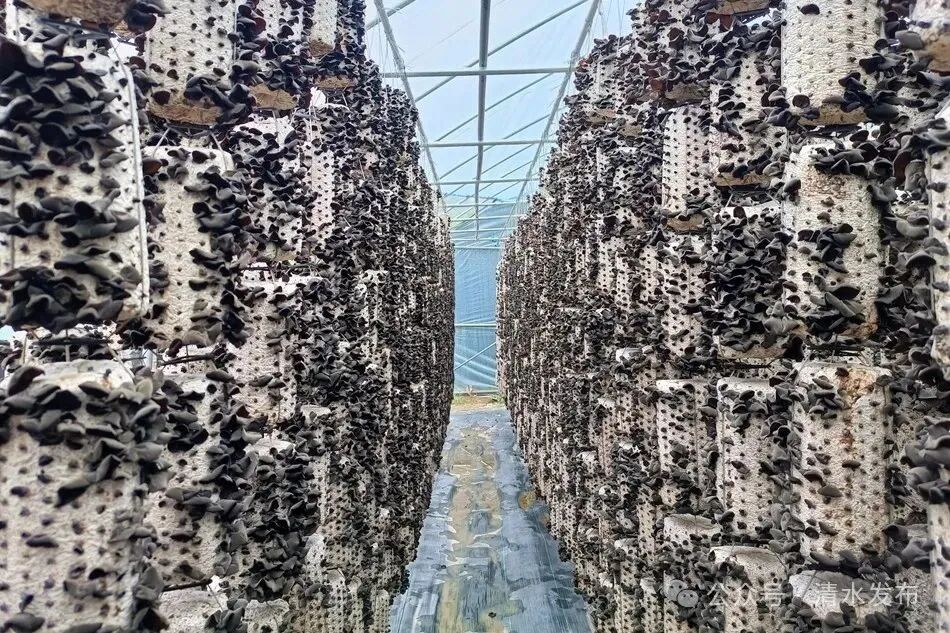 黑木耳吊袋栽培技术要点