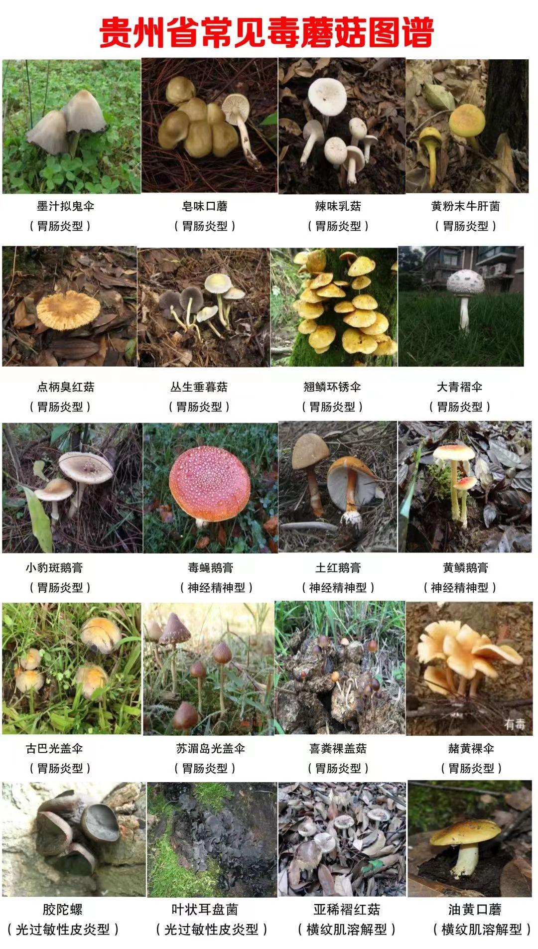 尝鲜季！食用野生菌请牢记“三不”原则—健康知识科普宣传