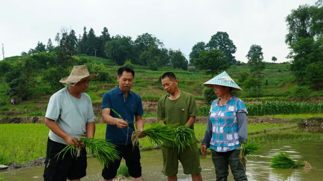 旧州镇：黔东南州农业科学院水稻专家抢抓农时，百亩试验田披上新绿